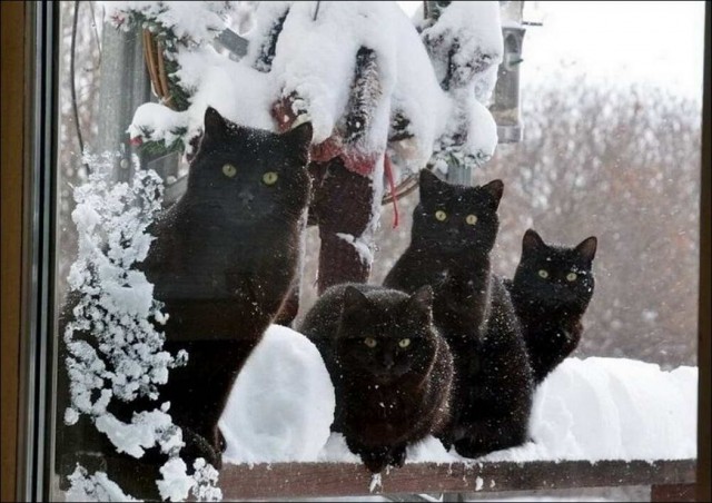 Забавные и милые котейки