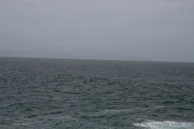 ЮАР, Замбия, Ботсвана