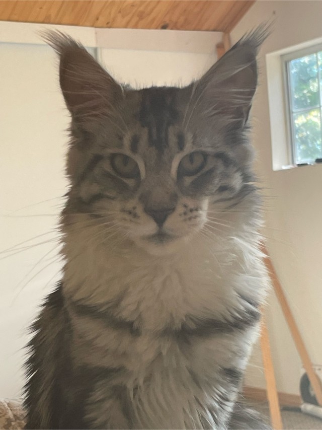 Котовторник 07.06.2022