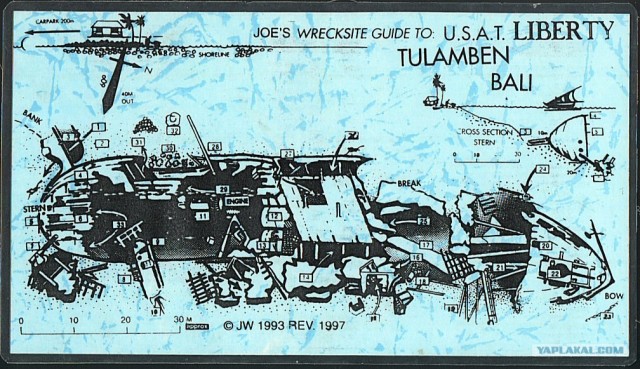 Они живут только 40 лет