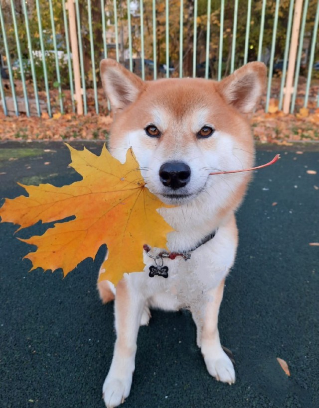 Собаковый четверг