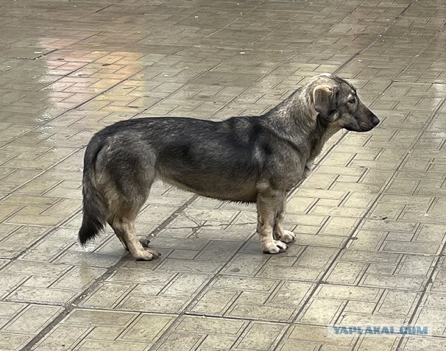 Плов домашний