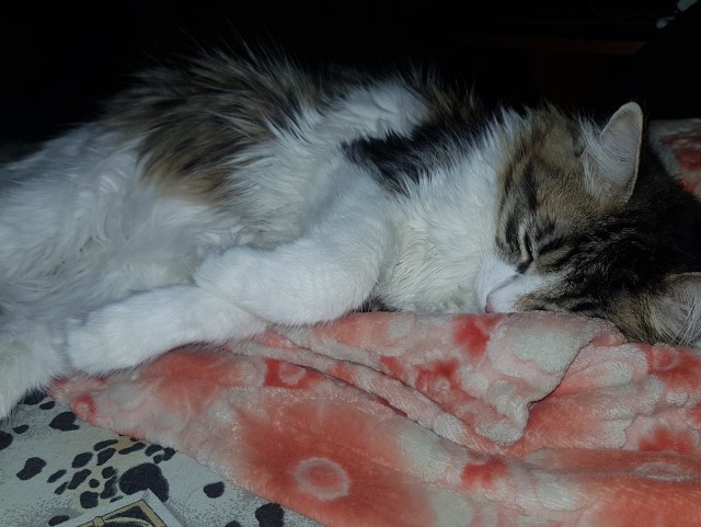 Начинаем котовторник.
