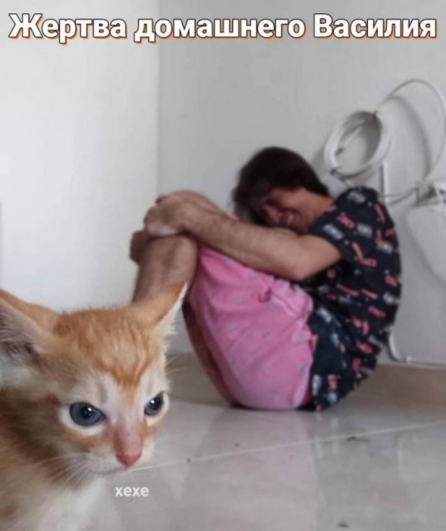 Снимки очень злых котов, которые всё равно остаются милашками