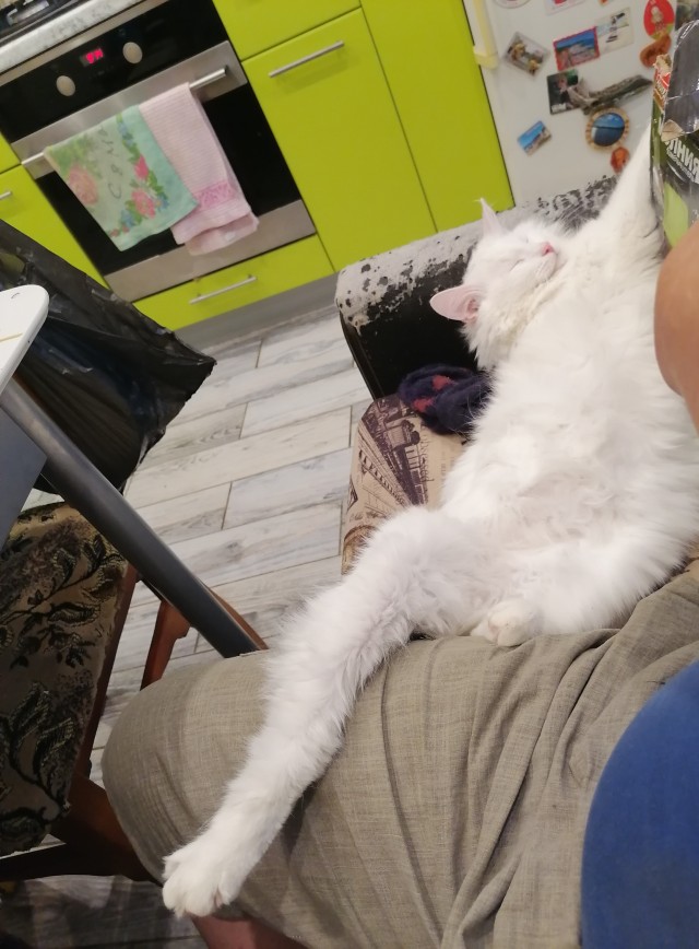 Первый Котовторник 2024