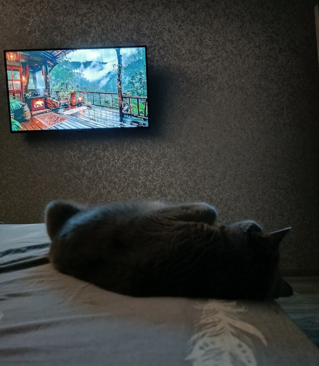 Котовторник