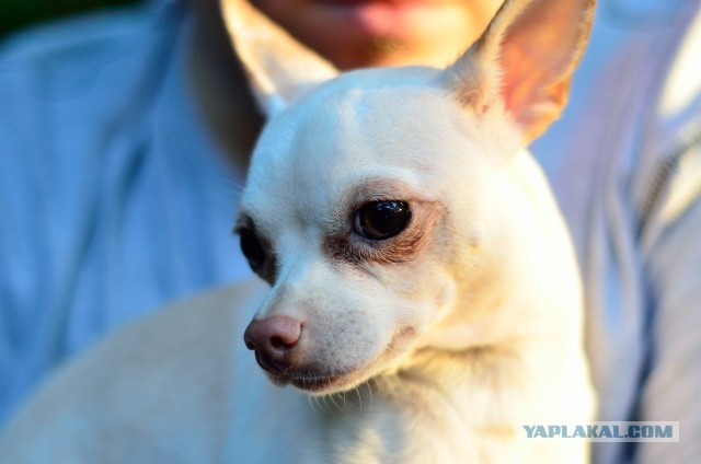 Про маленьких жалких собачек