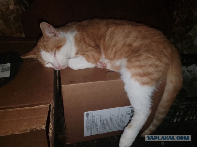 Жизнь домашнего приюта для котеек 519