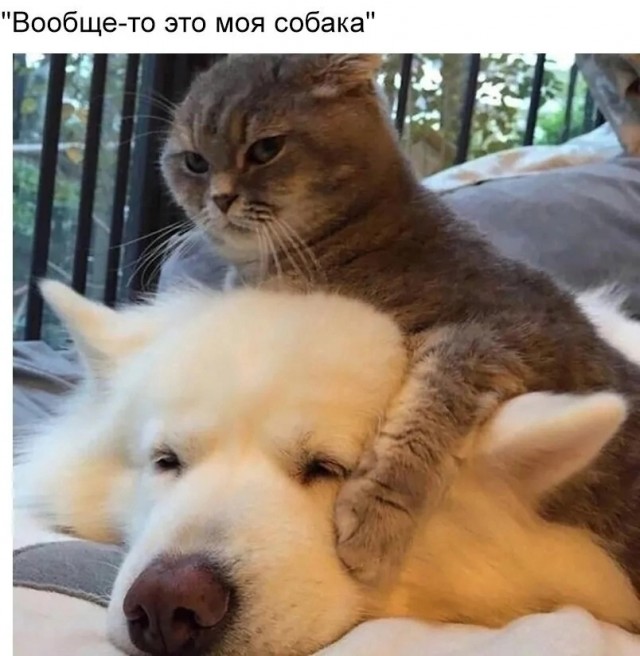 Так себе картинки 14.11.24