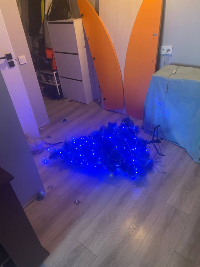 Котэ, совэ и все-все-все