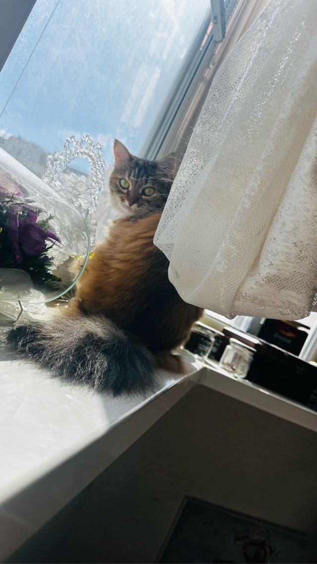 Котовторник же