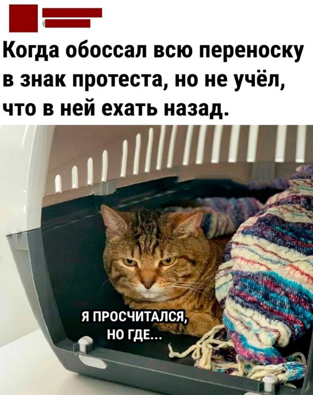 15 фото вам без всякой моральной этики для поднятия настроения