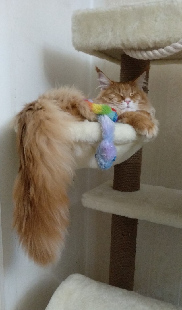 Котовторник