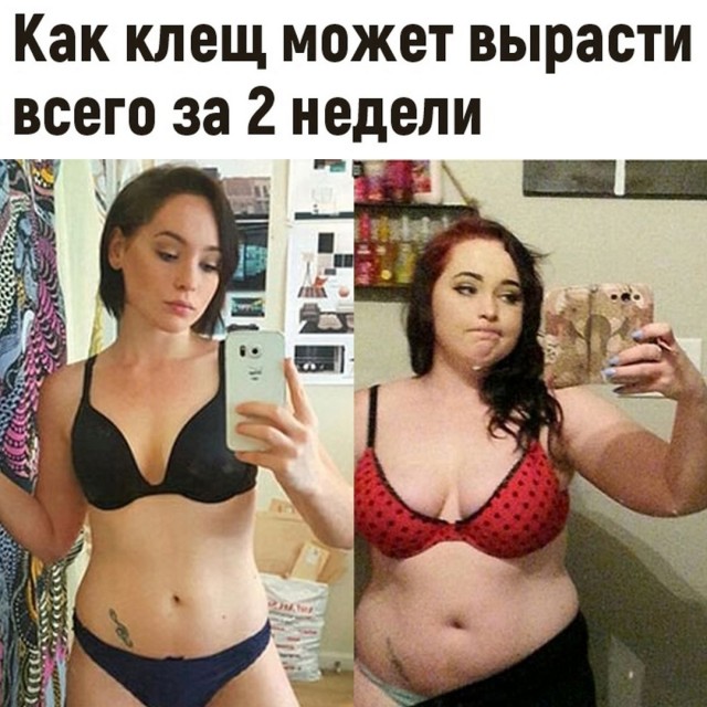 Весёлый полтишок 04.06.2025