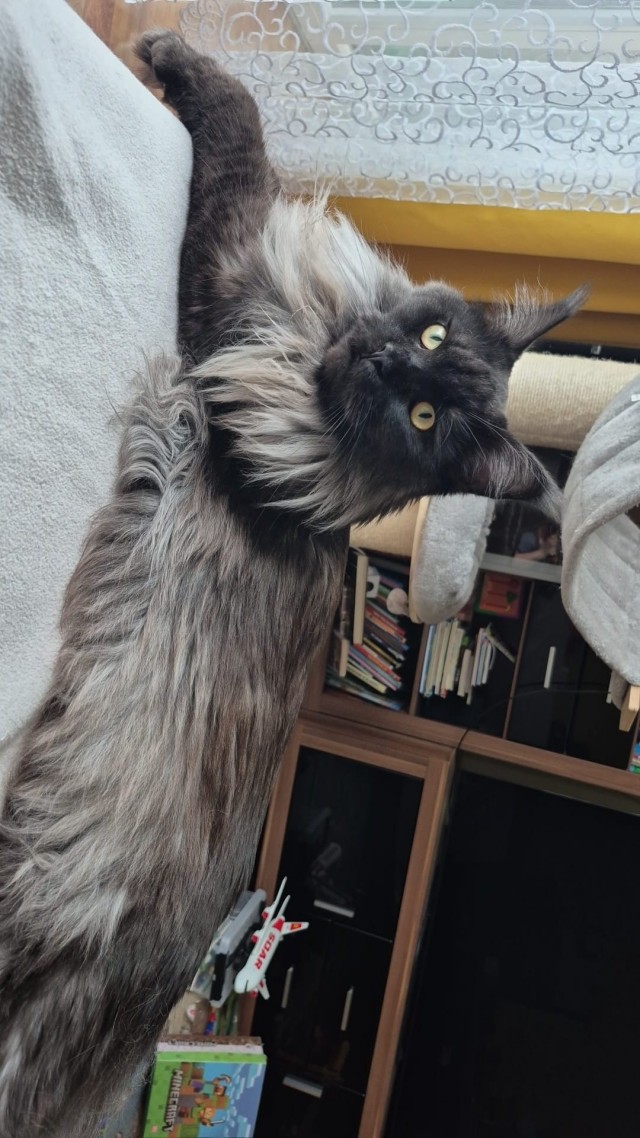Котовторник.Наши модели
