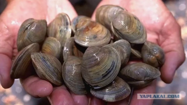 Осторожнее с моллюсками