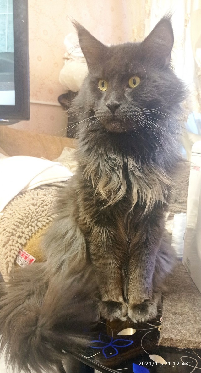 Котовторник. А можно я отмечу одного из пользователей яплакал