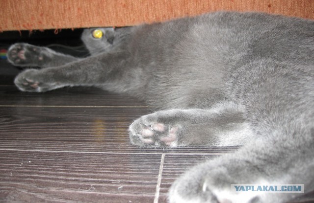 Котовторник 8.10.2013