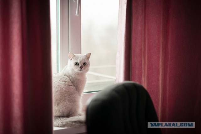 Породы кошек. Часть 1