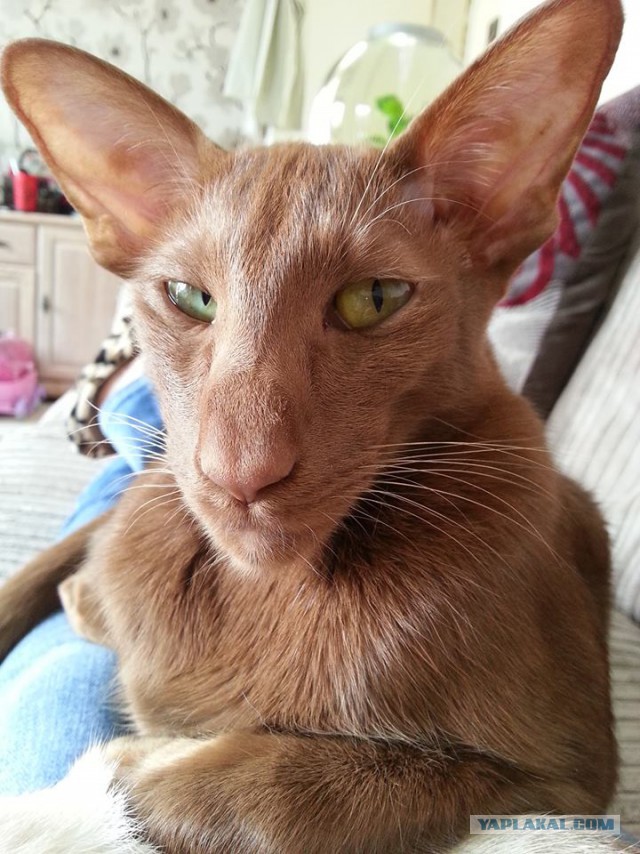 Котовторник 29.04.14.