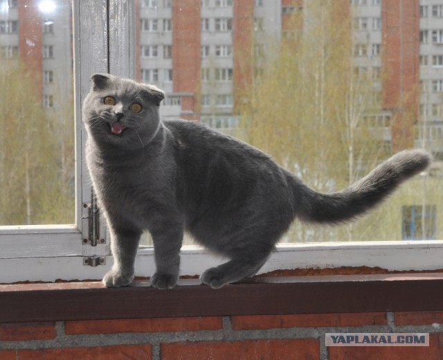 Котовторник 20.05.2014