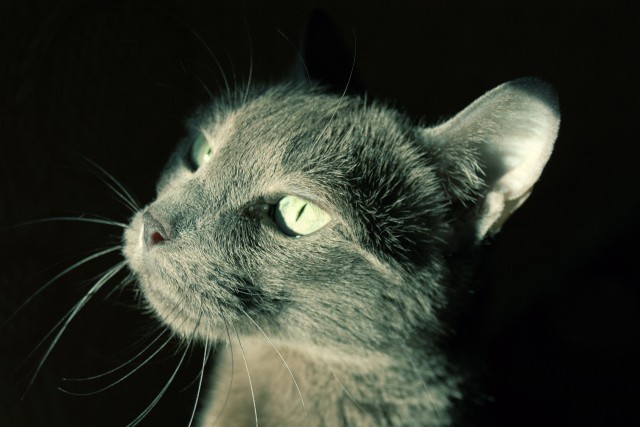 Котовторник 27.5.2014