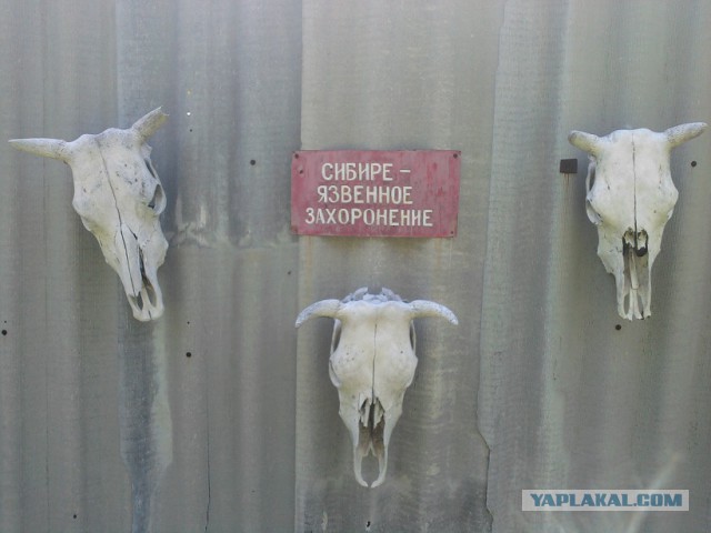 Что это?! Спецы,отзовитесь!