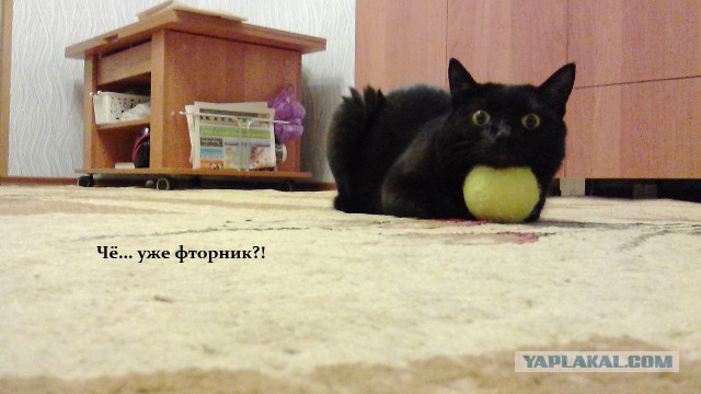 Котовторник 7.10.2014