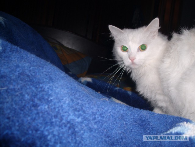 Жена любит кошку больше чем меня.