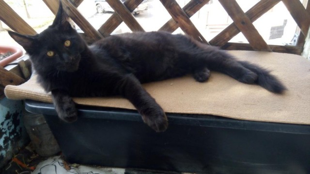 Котовторник 29-09-2015,