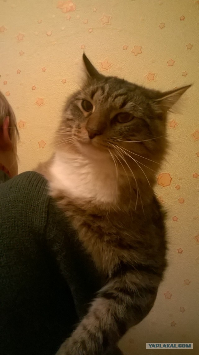 Мей Кун
