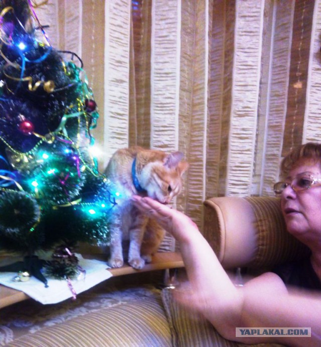 Породы котяр