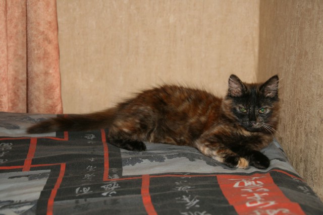 Котовторник 15.12.2015
