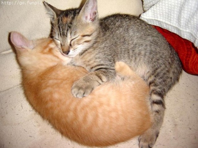 Коты, кошки, котята
