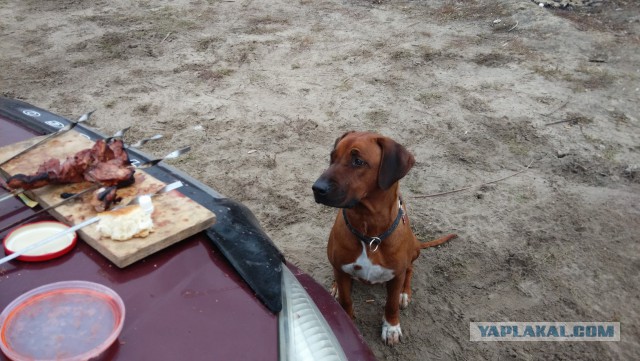 Про моего котика: нежного, злого, вредного