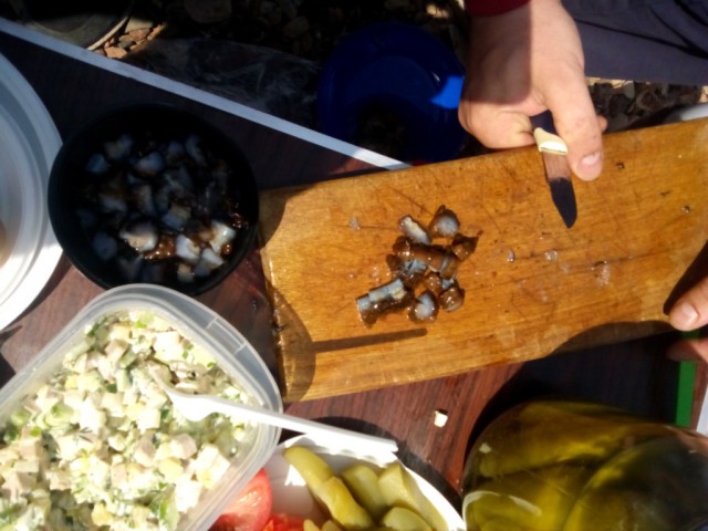 Как выращивают трепанга