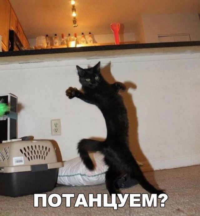 Прикольные животные