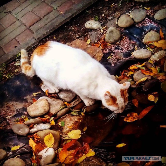 Котовторник 18.10.2016