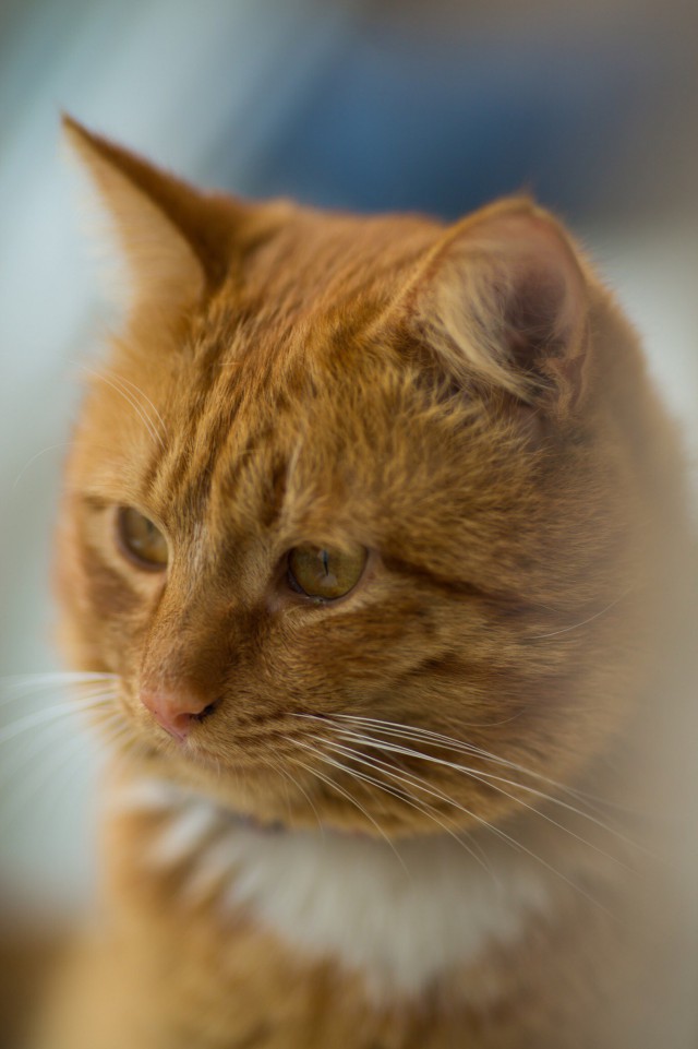 Коты и Кошки
