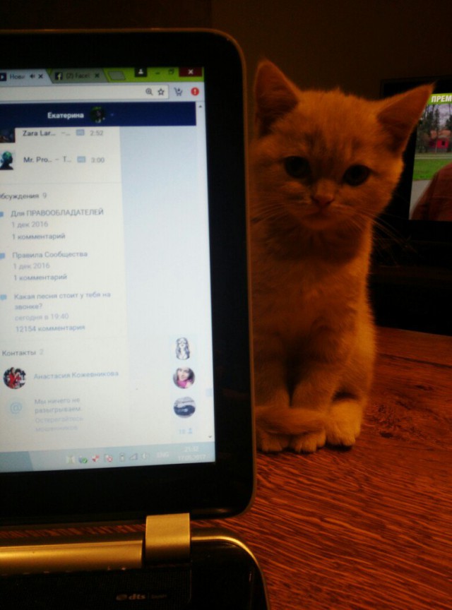 Коты и Кошки