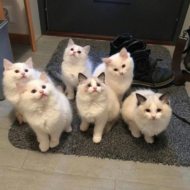 Коты и Кошки