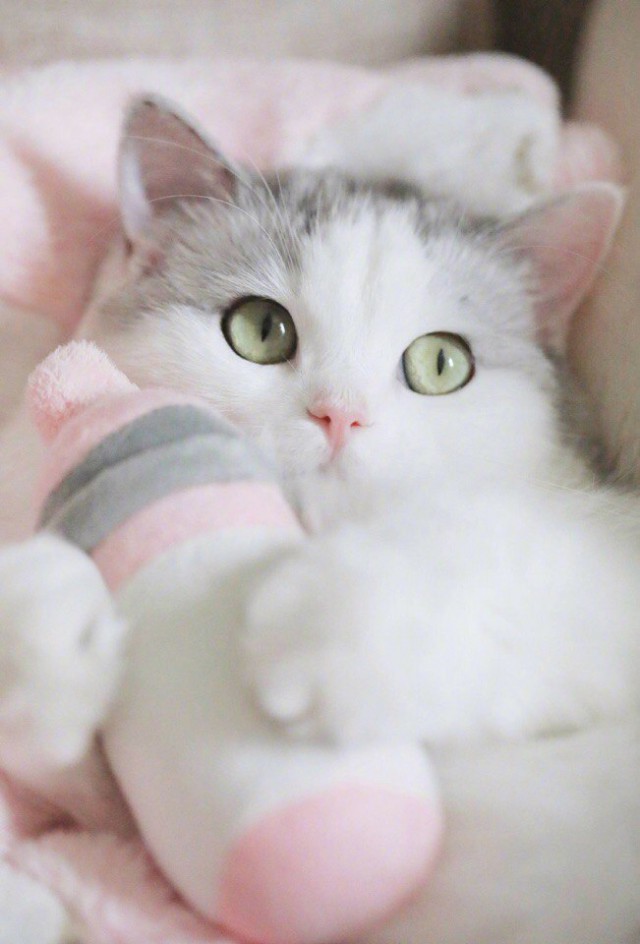 Коты и Кошки