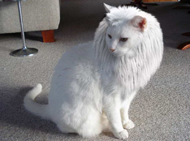 Коты и Кошки