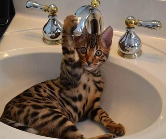 Коты и Кошки