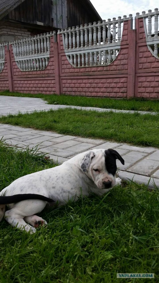 Наши собаки