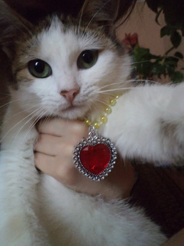 Коты и Кошки