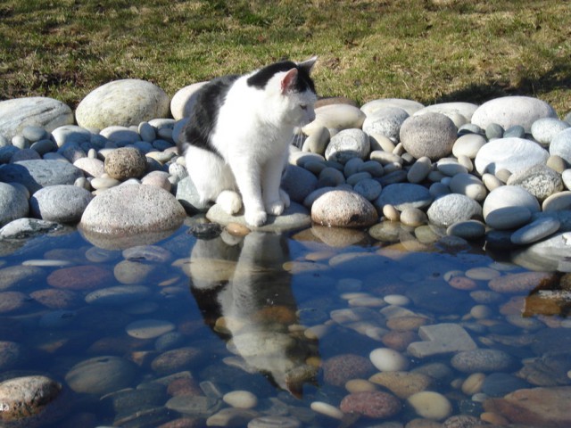 Коты и Кошки