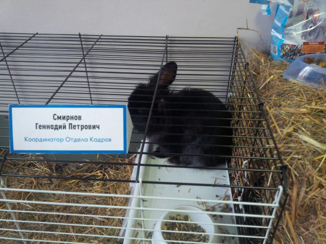 Живность из сети