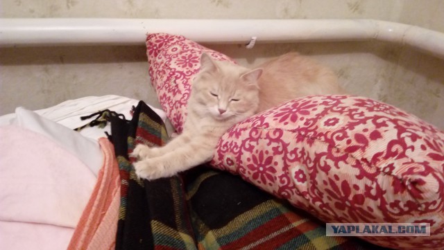 Котовторник 20.03.2018