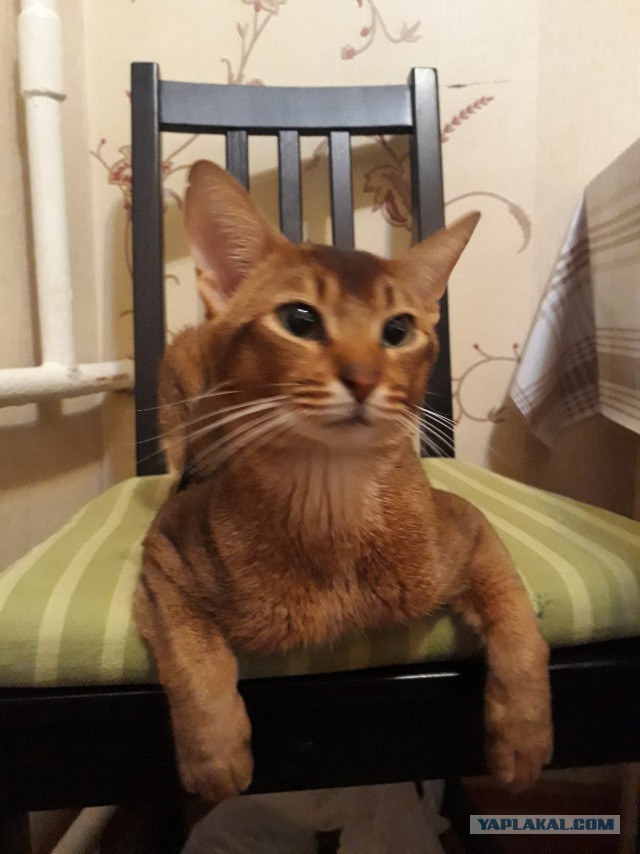 Котовторник